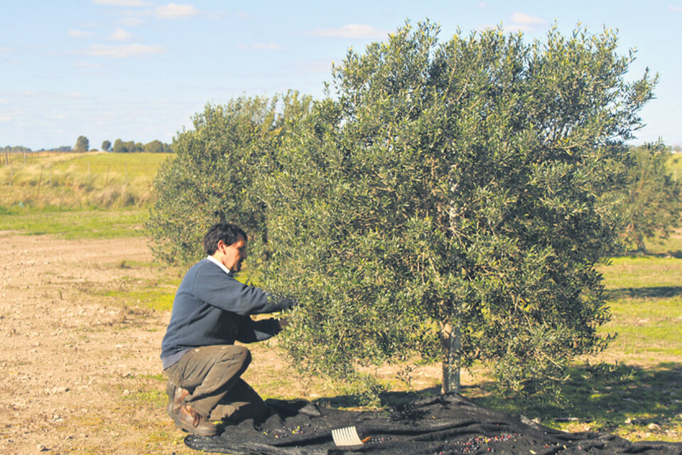 Cosecha de aceitunas en un establecimiento productor de olivas y aceite. (Fuente: Puán Turismo)