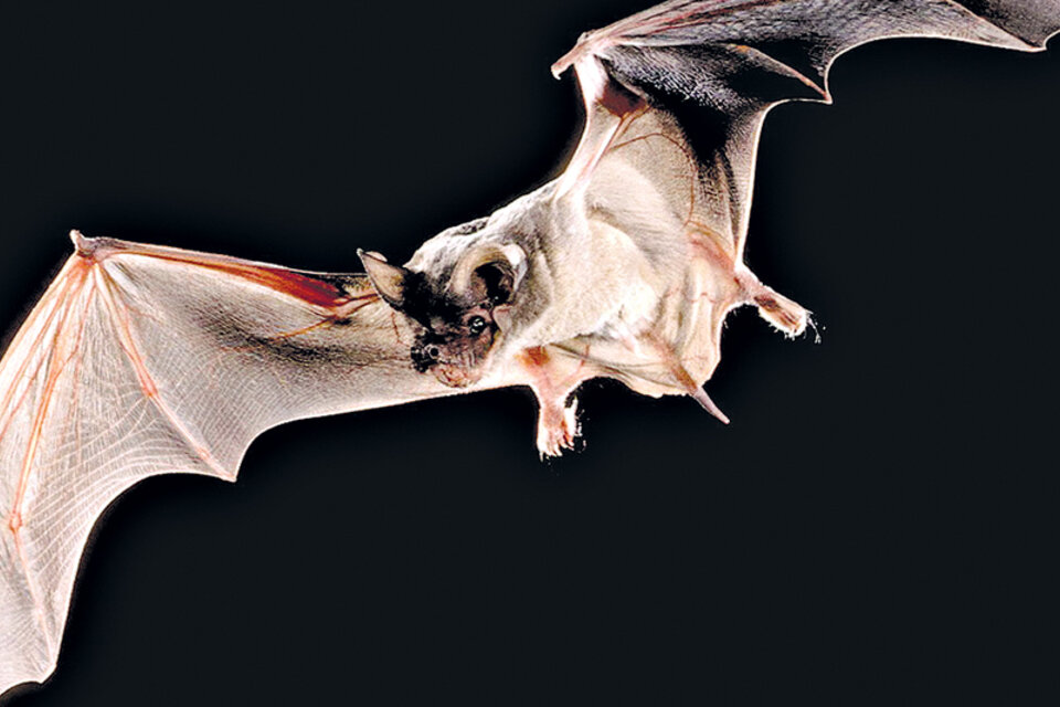 Pese a su fama, sólo un pequeño porcentaje de los murciélagos puede contagiar la rabia.
