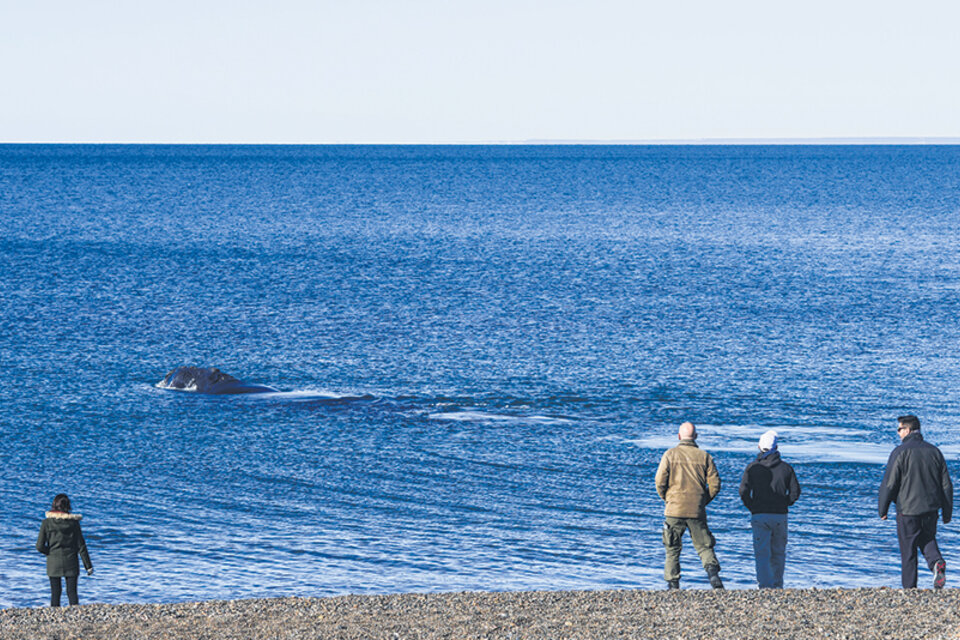 Increíblemente cerca. Avistaje costero de ballenas en la playa de El Doradillo. (Fuente: Guido Piotrkowski)