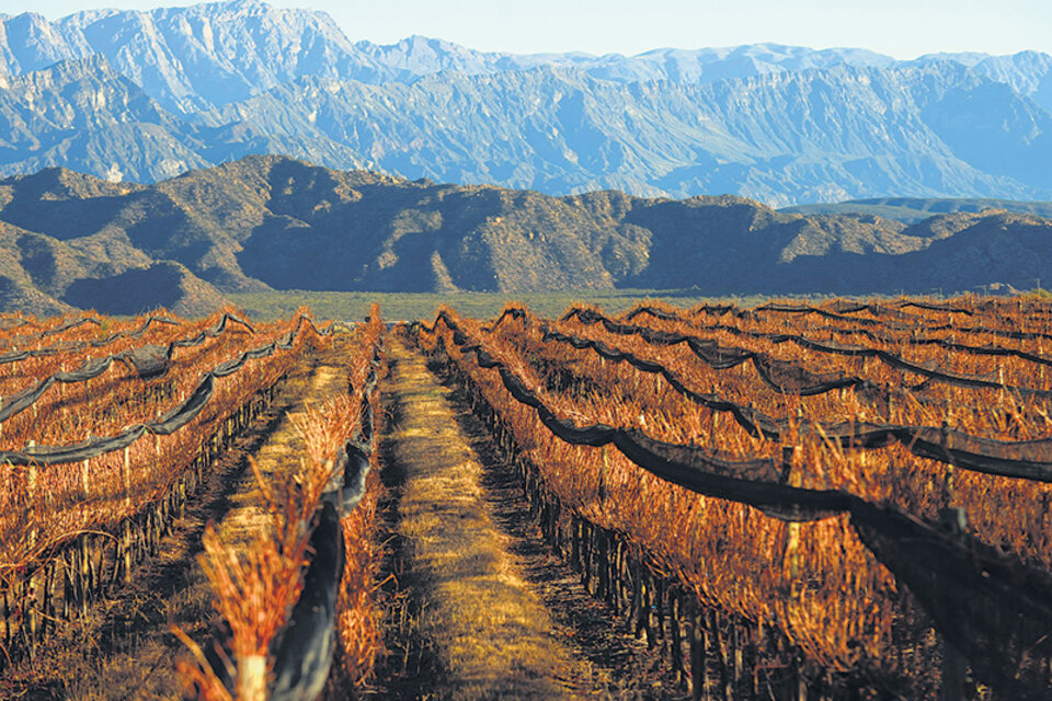 Más de 2000 hectáreas de viñedos, sobre las 7500 que hay en La Rioja, corresponden al torrontés. (Fuente: Ariel Mendieta)