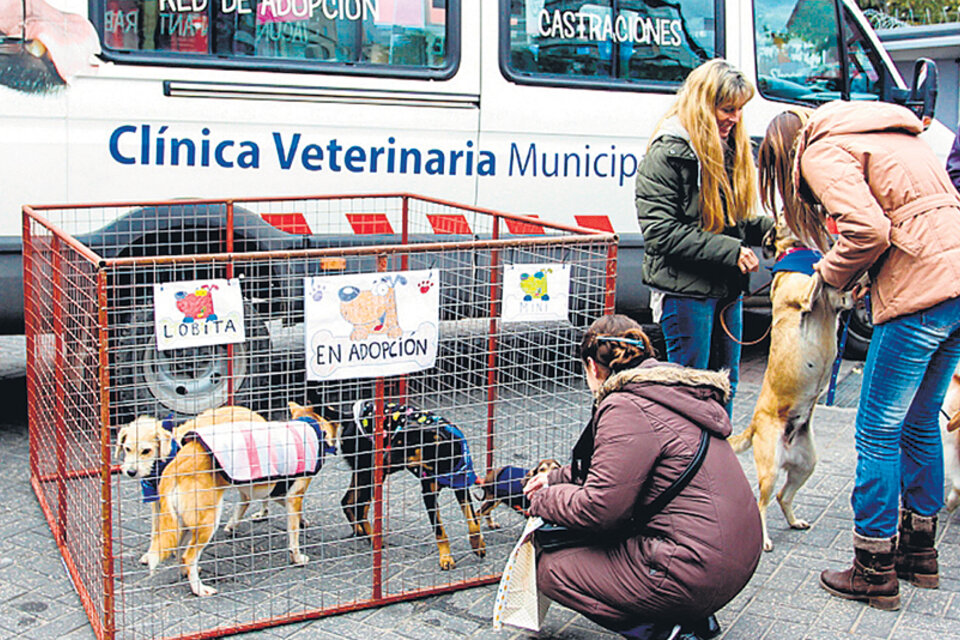 Los perritos de la calle son tratados por los empleados de la veterinaria municipal. (Fuente: Gentileza Municipalidad de Berazategui)