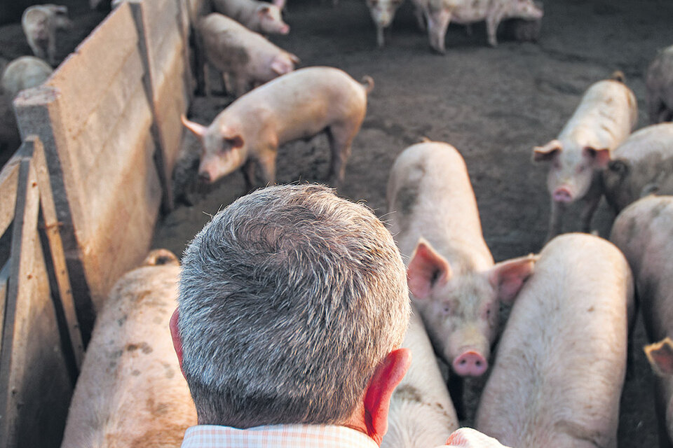 Los empresarios advirtieron que los porcinos estadounidenses tienen el “virus del pie azul”. (Fuente: Verónica Bellomo)