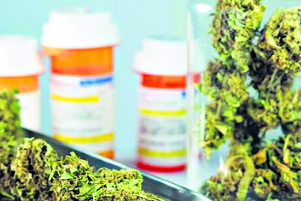 Usuarios y profesionales aún esperan la implementación de la ley de cannabis medicinal.