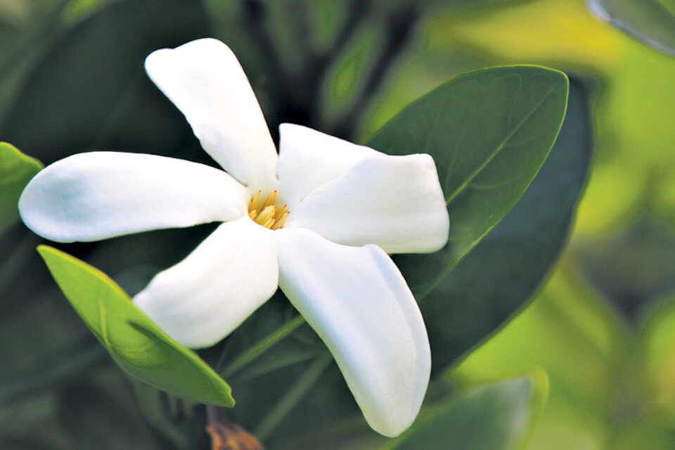 La blanca flor del tiaré, un emblema tahitiano que tiene su propio lenguaje según cómo se usa en la cabeza.
