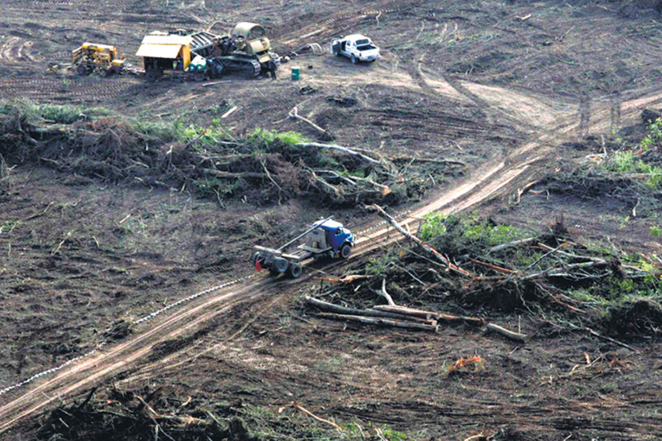 En la primera mitad del año fueron desmontadas unas 45 mil hectáreas en el Norte argentino. (Fuente: DyN)