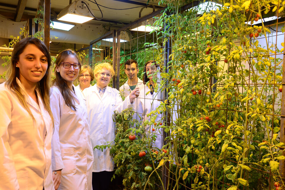 El grupo de investigación se dedica a los mecanismos moleculares de los tomates.