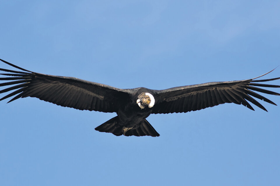 El majestuoso vuelo del cóndor, el ave más grande del mundo en tierra, con tres metros de envergadura. (Fuente: Pablo Rodríguez Merkel)