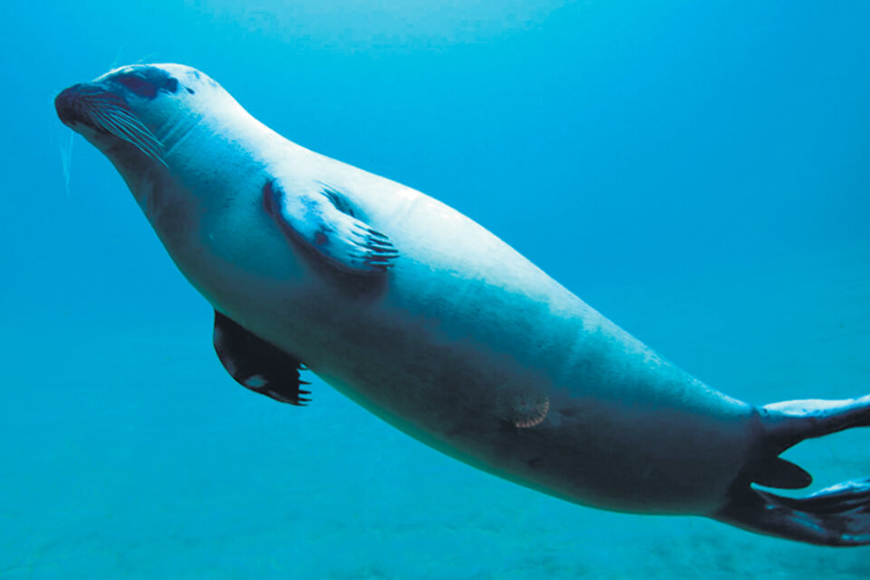 Las focas van cambiando y dejarán de ser capaces de andar fuera del agua.