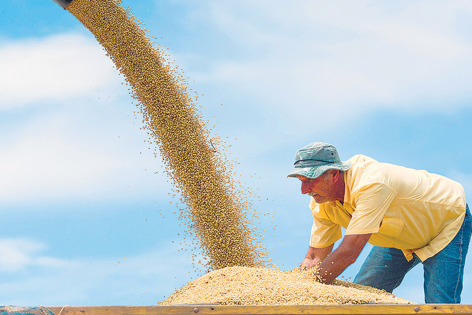 Los productores ya no tendrán la obligación de traer los dólares que genera el suelo argentino. (Fuente: AFP)