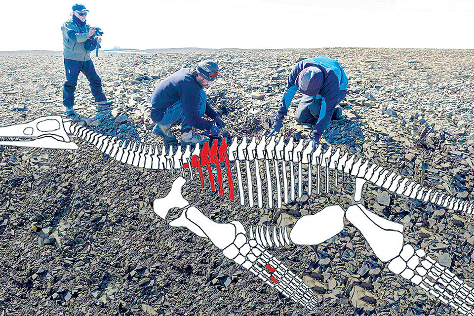 El plesiosaurio era carnívoro, de más de seis metros de largo, y estaba adaptado a la caza marina. (Fuente: Télam)
