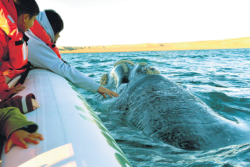 Diciembre es el mes de los últimos avistajes de ballenas francas en el Golfo Nuevo. (Fuente: Gentileza Daniel Feldman)
