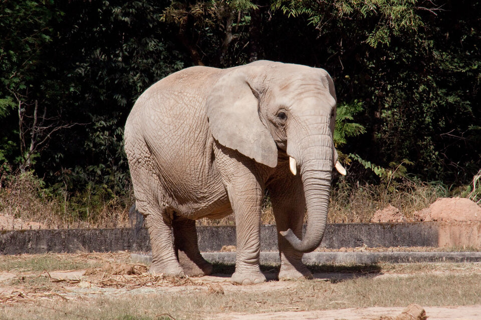 Un Elefante Di Massa 5240 Kg