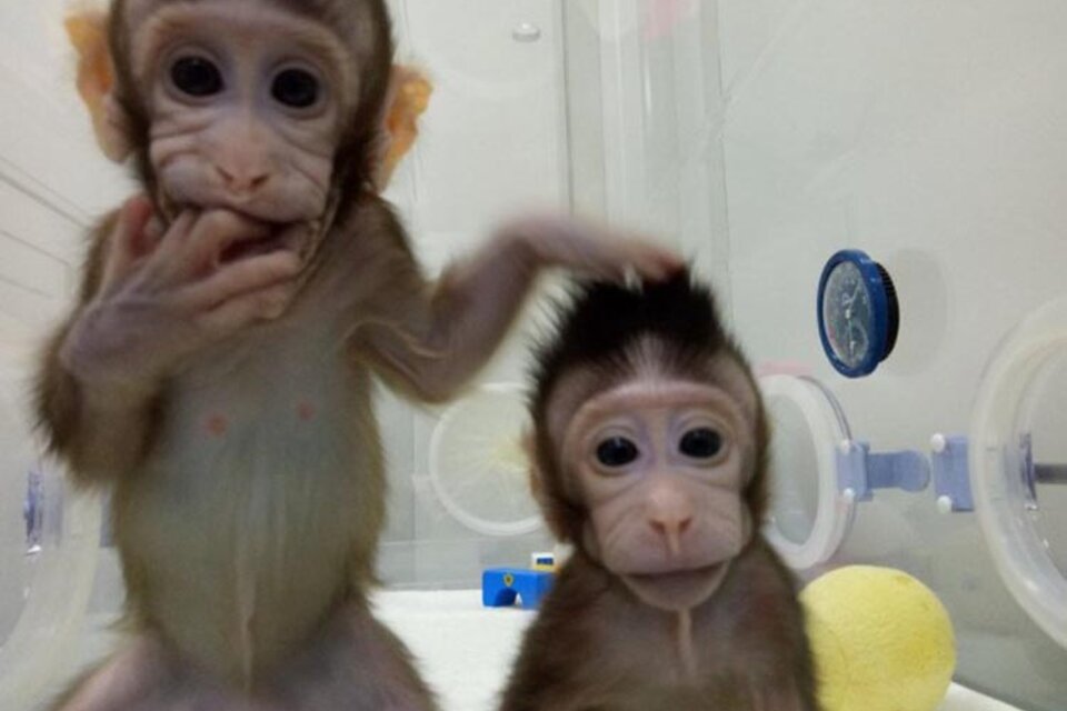 Las dos hembras de macacos que clonaron en China. (Fuente: Academia China de Ciencias)