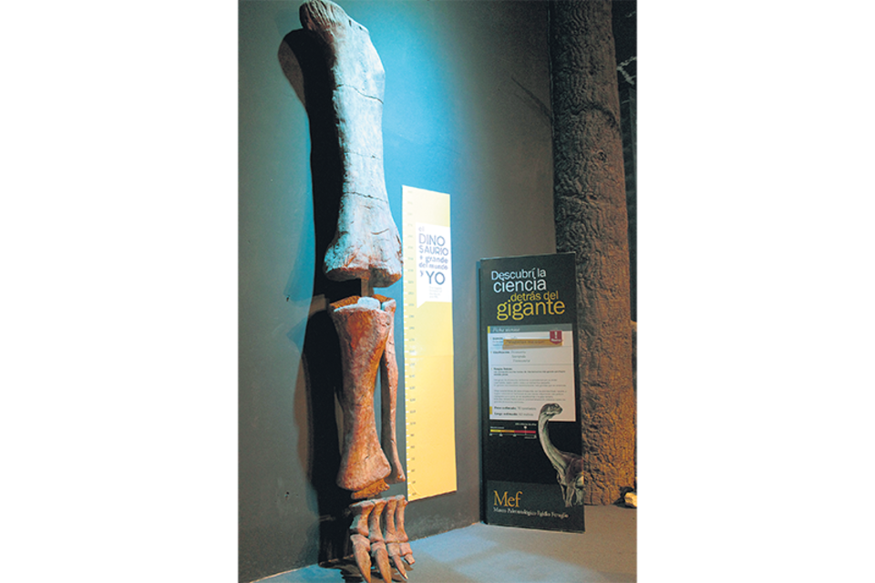 Réplica de la pata del Patagotitan, un "monstruo" del pasado que revive en Trelew. (Fuente: Sebastián Benedetti)