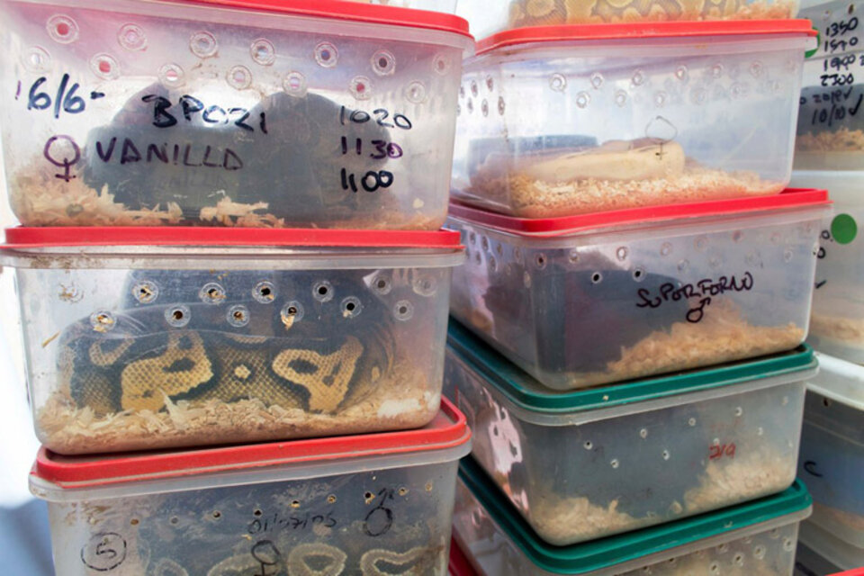Las serpientes estaban apiladas en cajas de plástico. (Fuente: Ministerio de Ambiente)