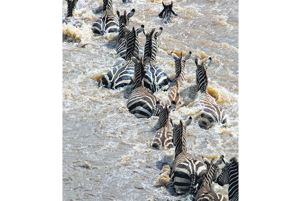 Manada de cebras cruzando el río Mara, en su vuelta al Serengueti. (Fuente: Pablo Daniel Fernández)