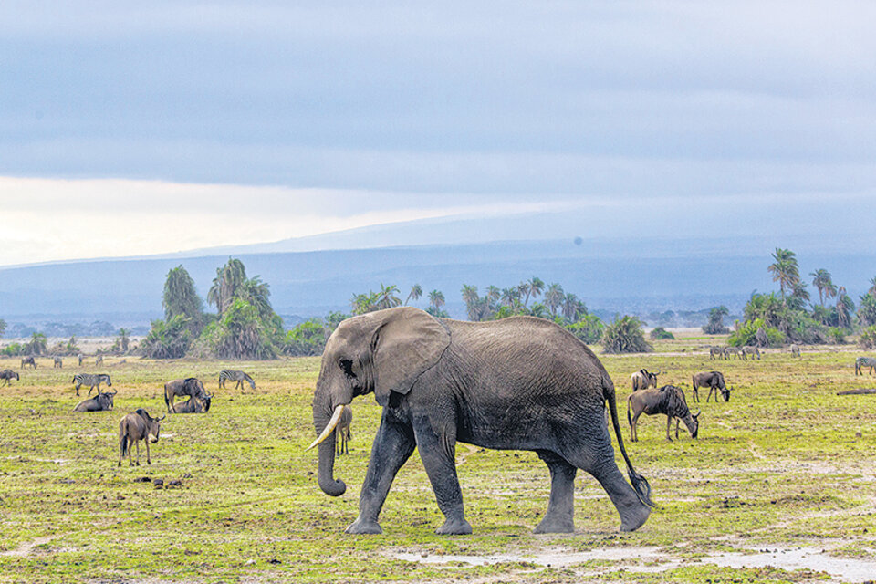 Auténticos reyes de la naturaleza africana, los elefantes del Parque Nacional Amboseli. (Fuente: Pablo Daniel Fernández)
