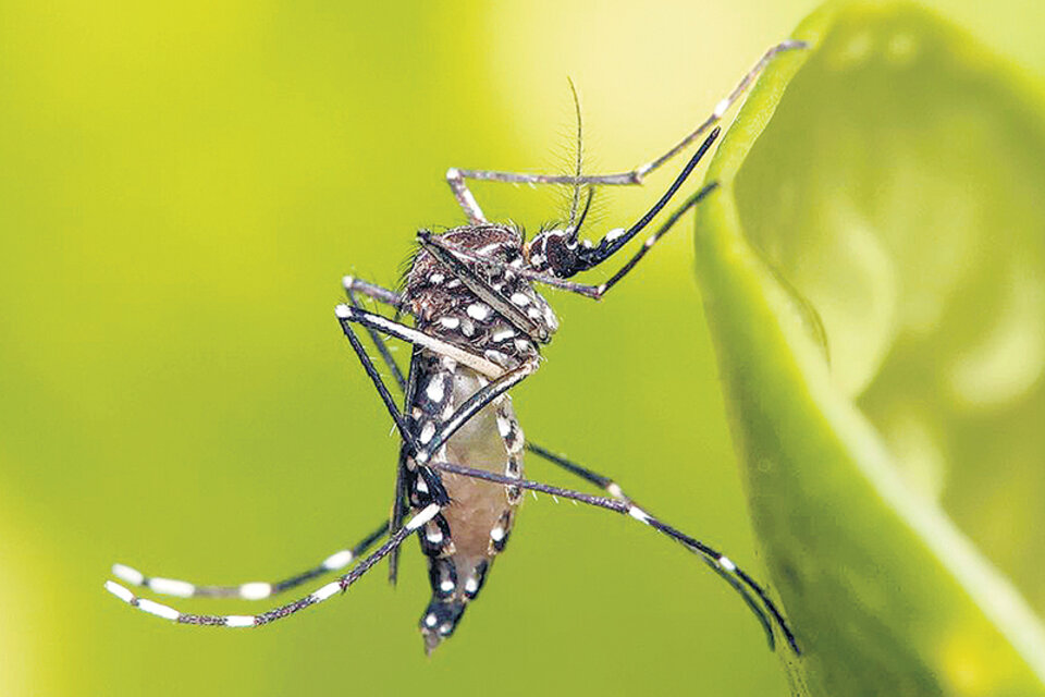Se triplicó el dengue porteño