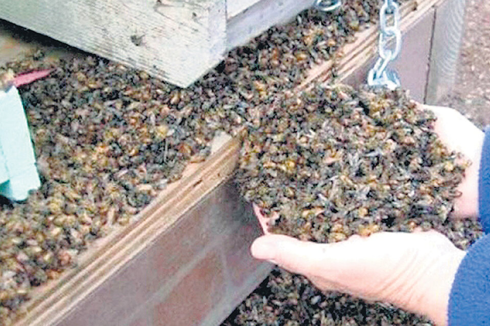 La mortandad de abejas ocurrió en Traslasierra, en marzo pasado.