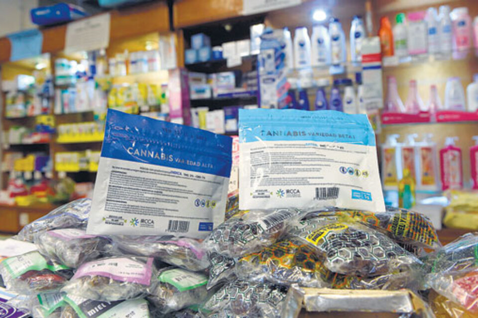 Uruguay emprendió el camino de la legalización con la venta de marihuana en farmacias.