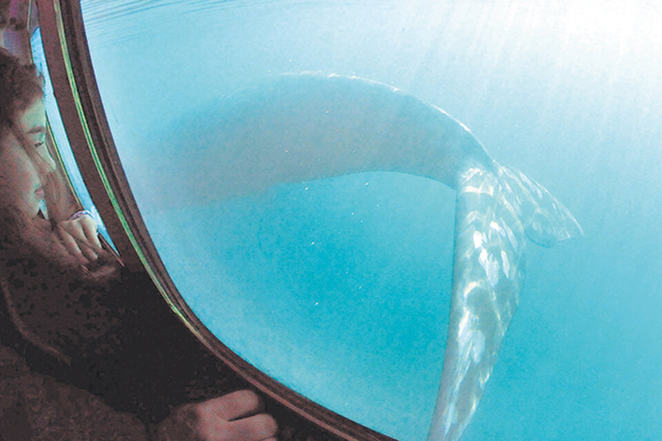 Una experiencia inolvidable: el avistaje submarino de la ballena franca.