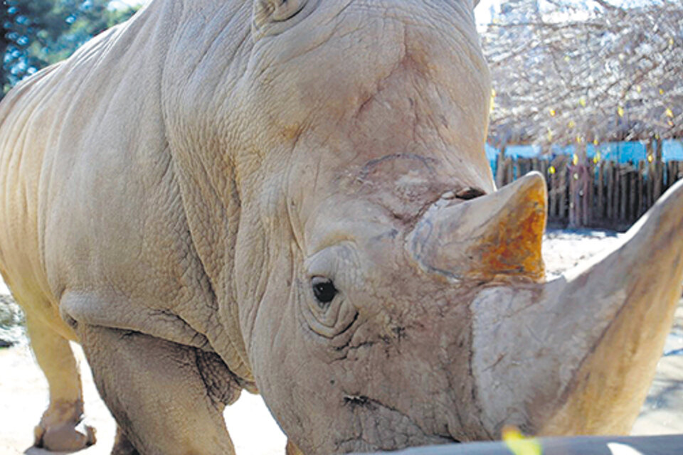 La rinoceronte Ruth murió el 14 de julio por una infección generalizada. El 24 murió Shaki. (Fuente: EFE)