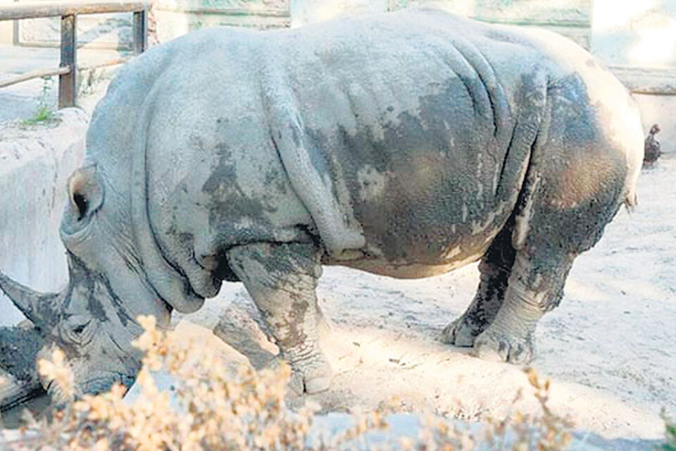 La rinoceronte Ruth venía con diarrea y cayó en un lodazal del que no pudo salir.