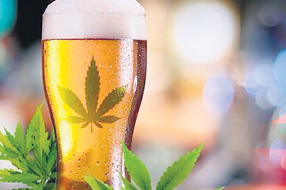 Desde el año próximo estará a la venta, en Canadá, la cerveza sin alcohol, con cannabis.