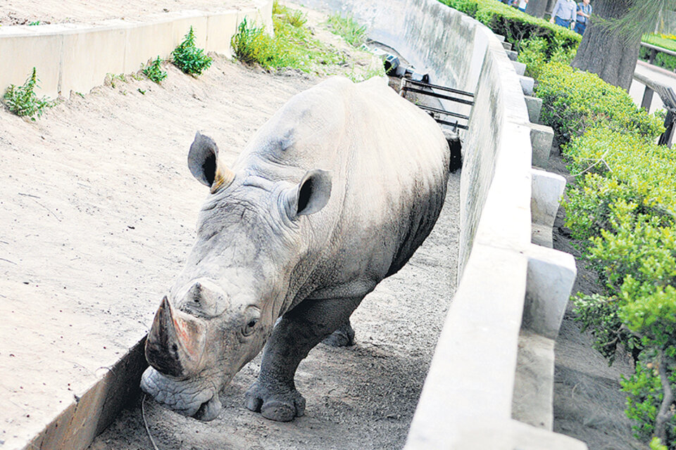 El rinoceronte Gaspar quedó solo, pero cerca suyo están los restos de Ruth. (Fuente: Sandra Cartasso)