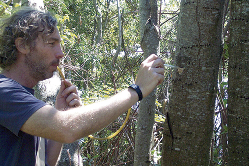 Luis Calcaterra es biólogo y se dedica a investigar las especies invasivas.
