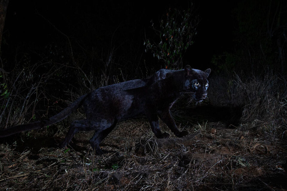 La pantera negra dejó su imagen en una cámara que dispara al detectar variación del calor emitido por un cuerpo. (Fuente: Burrard-Lucas.com)