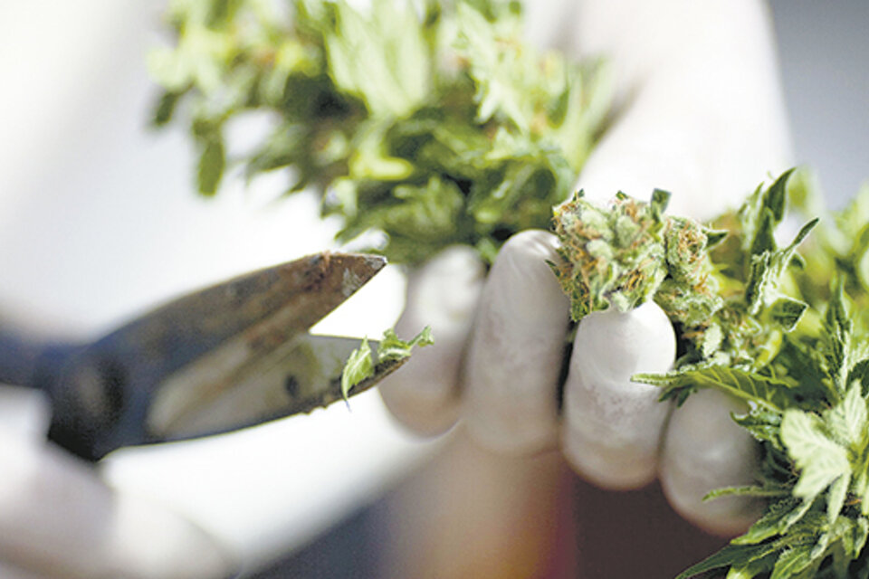 La OMS quiere favorecer la investigación de las propiedades terapéuticas del cannabis.