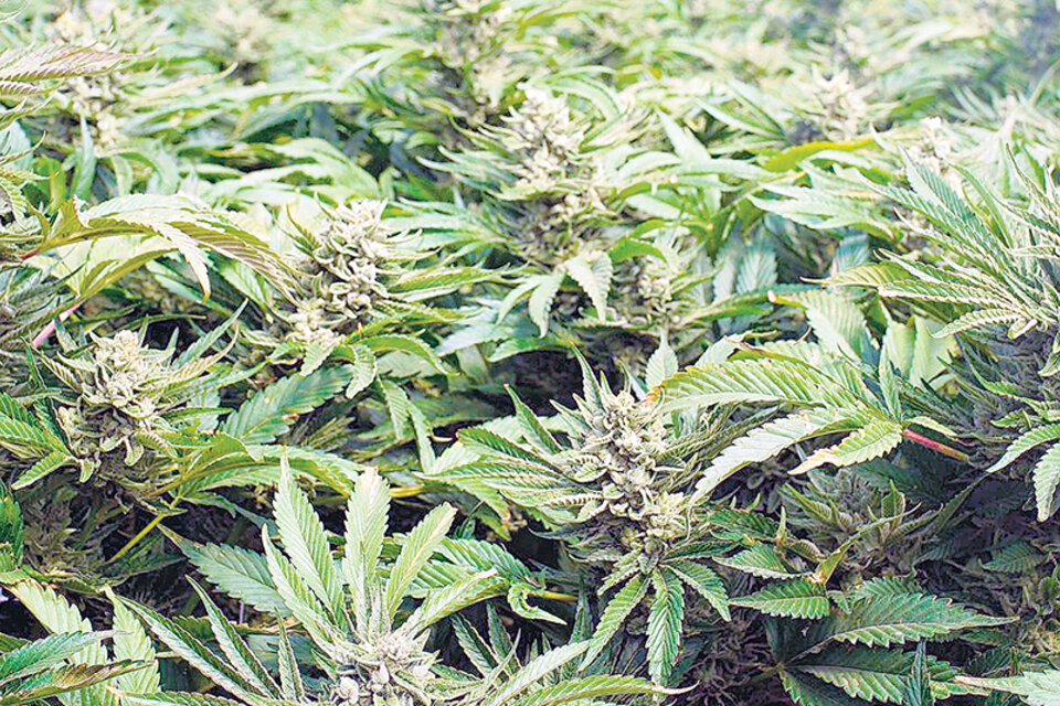 La sociedad entre Cannabis Avatara y Green Leaf Farms fue muy criticada.