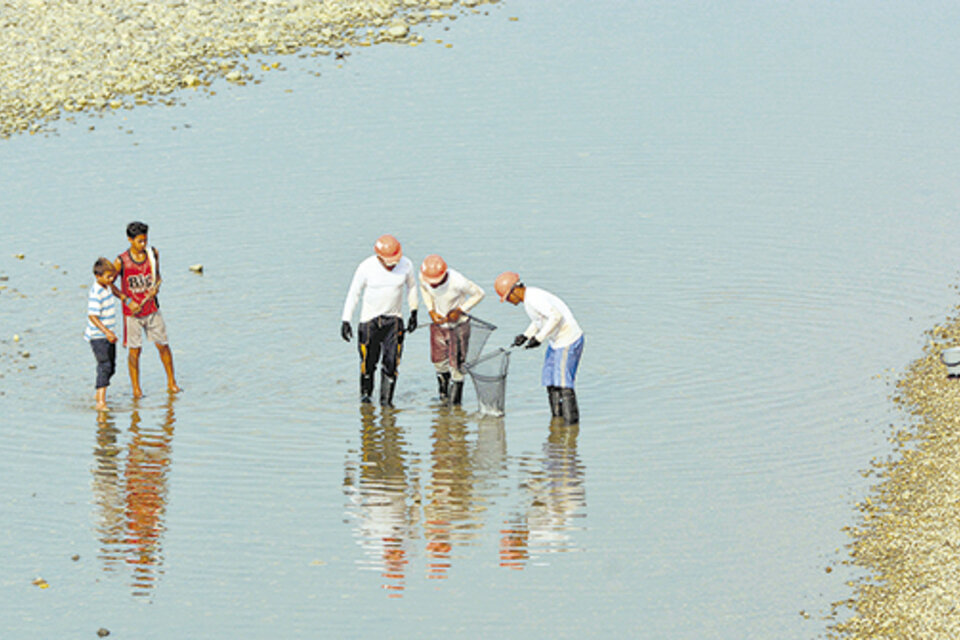 Tres personas intentan rescatar peces en el río Cauca.