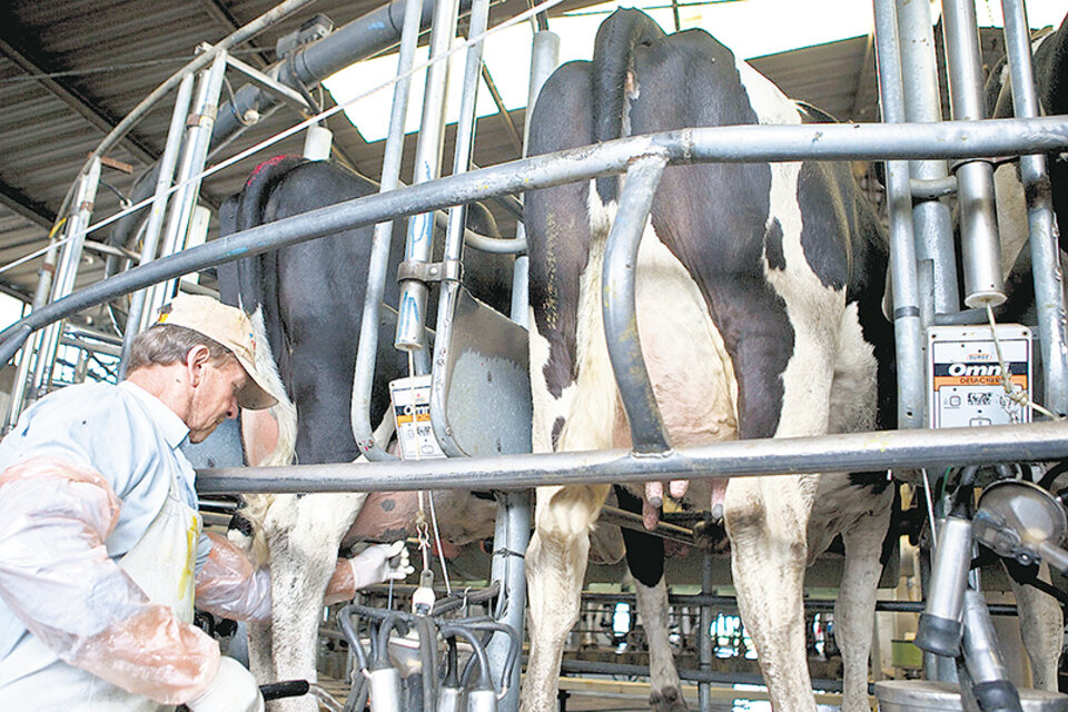 El problema para conseguir lácteos comenzó en enero y continuaría hasta mediados del segundo trimestre. (Fuente: NA)