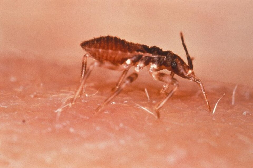 Reducir las poblaciones de vinchucas es el mejor método para evitar la propagación del Chagas.