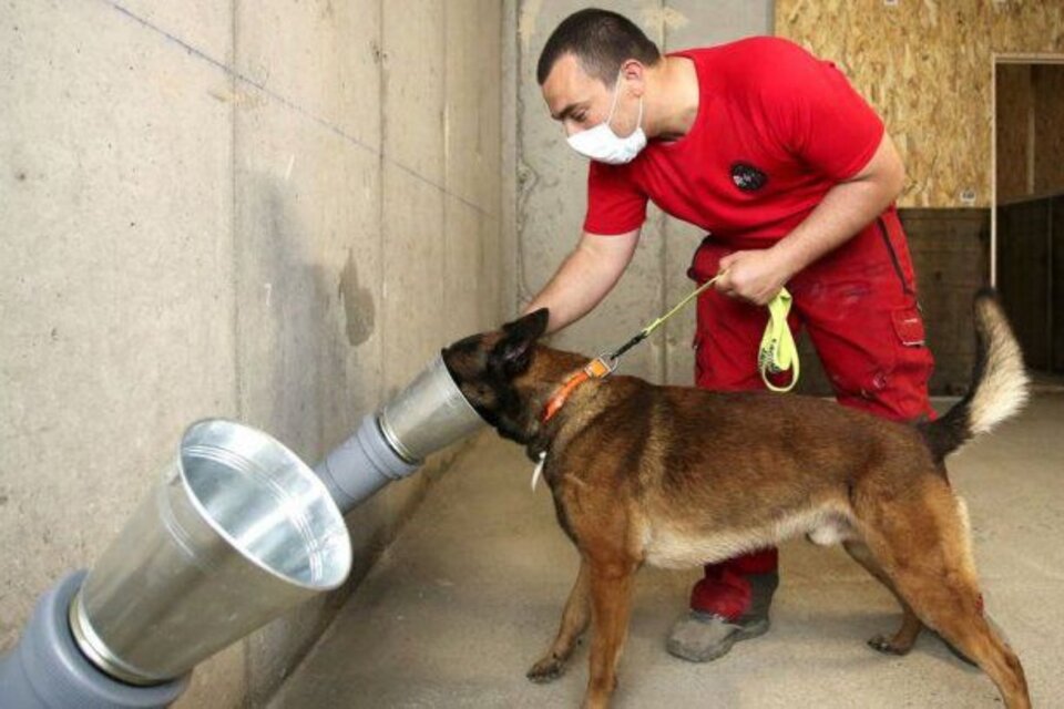 El entrenamiento de los perros se realiza en la Facultad de Veterinaria y se basa en una exitosa experiencia efectuada en Francia. (Fuente: AFP)