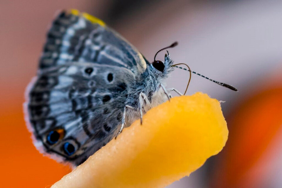 La mariposa "Miami blue", uno de los insectos más amenazados y escasos de Estados Unidos.