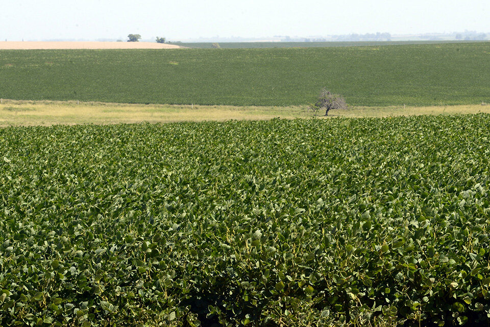 En los últimos años el sector más concentrado del agro aumentó su renta (Fuente: Andres Macera)