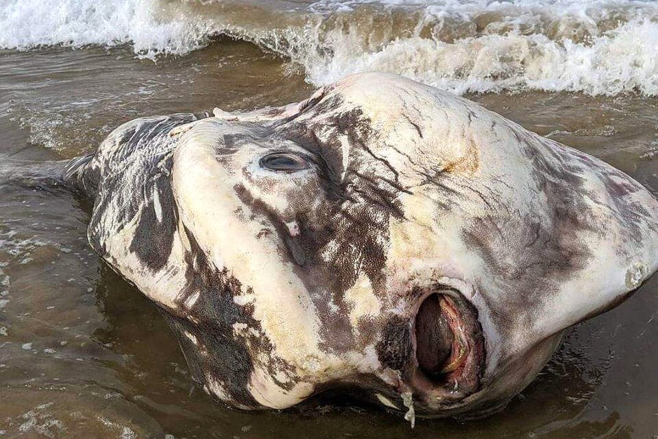 El extraño pez que encontraron en las costas de Australia (Fuente: Instagram / @cathrampton)