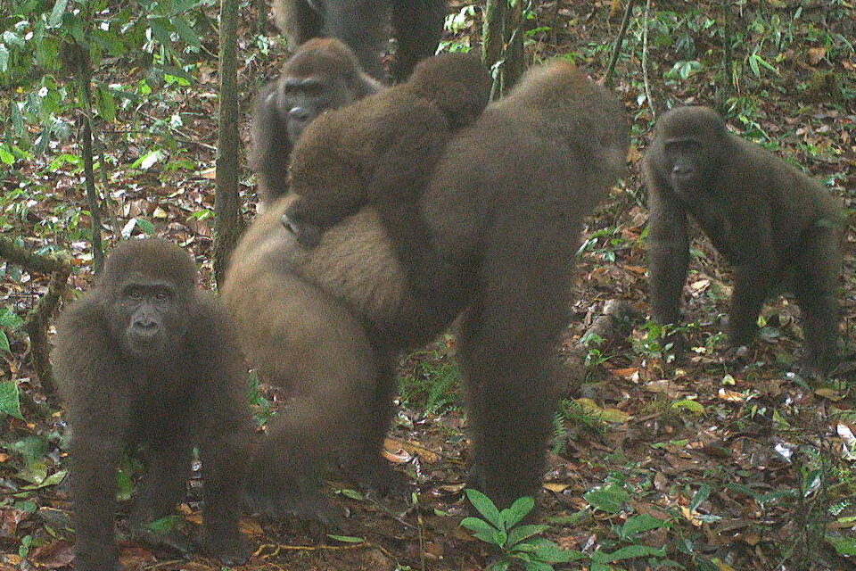 Las increíbles fotos de una subespecie de gorilas que se creyó extinta