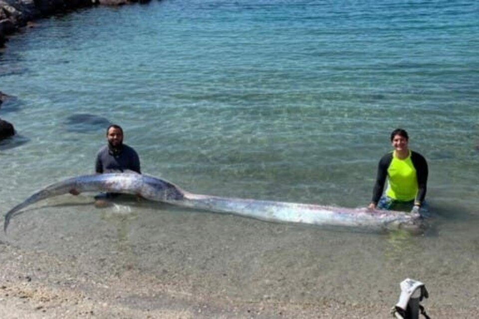 El ejemplar de pez sable fue hallado muerto en una playa de Baja California Sur.