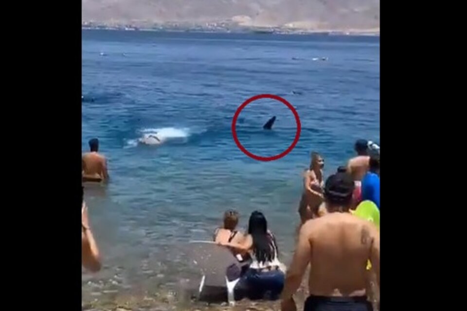 Israel: un tiburón ballena atemorizó a nadadores cerca de la orilla