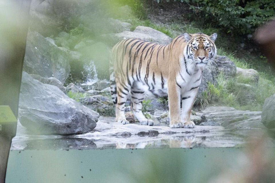 Un tigre siberiano mató a su cuidadora en un zoológico de Zurich