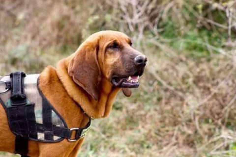 Duke, el sabueso Bloodhound que encontró el collar de Santiago Maldonado  y el cuerpo de Micaela Ortega, participará en la nueva búsqueda de Facundo.