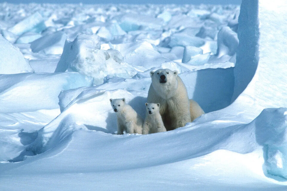 El calentamiento global podría llevar a la extinción de los osos polares antes de 2100 (Fuente: AFP)