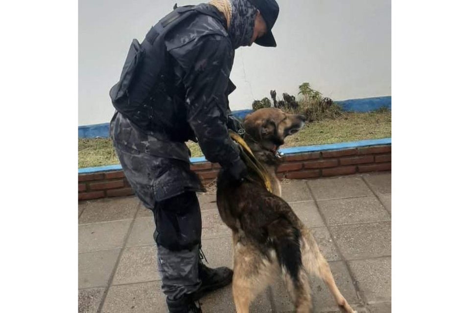 Yatel, el pastor alemán adiestrado por el trainer Marcos Darío Herrero.