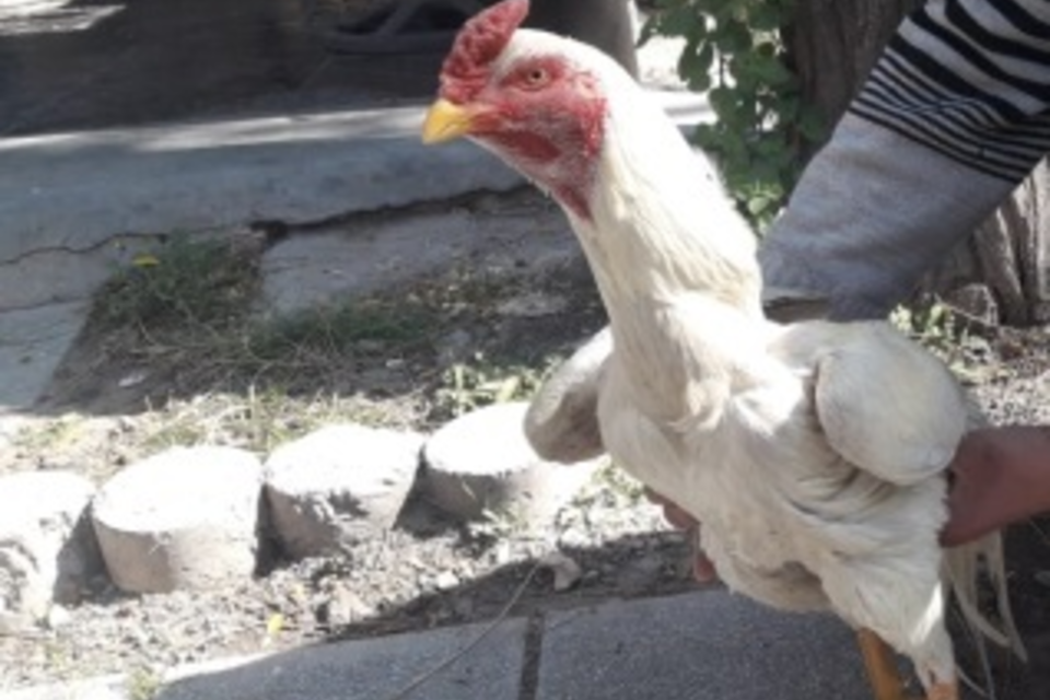 Uno de los gallos secuestrados en Rosario de Lerma 