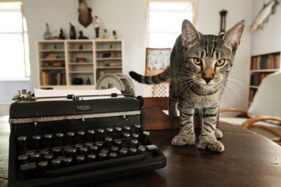 Uno de los gatos mutantes junto a la máquina de escribir de Hemingway.  (Fuente: Hemingwayhome.com)