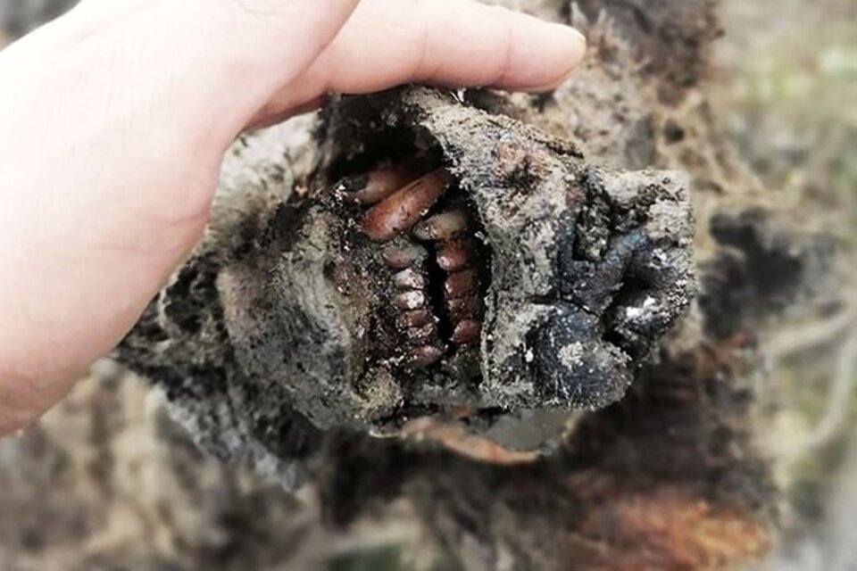 Descubrieron un oso de las cavernas de la Edad de Hielo perfectamente conservado (Fuente: DPA)